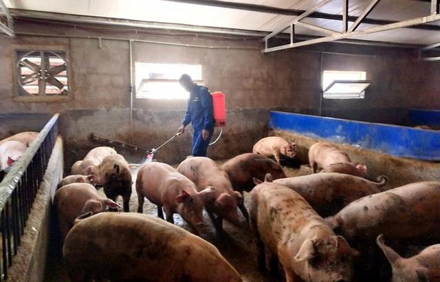 宣威得禄乡：以“一县一业”为抓手 大力发展生猪养殖