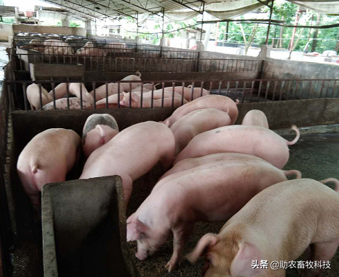 水泡粪猪场如何防控非洲猪瘟和解决养殖中臭味及粪污处理的难题？