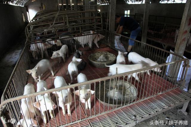 养猪技术：白酒在猪场中的10个妙用，养猪人如何少花钱治猪病