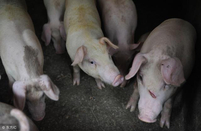 彻底取消泔水猪，对养殖户有什么影响？