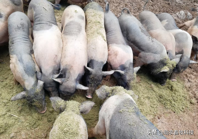 广西崇左市这个猪场长期运用部分发酵牧草喂猪，抗风险力好盈利稳