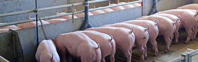丹麦为何能靠养猪走致富之路？5000个农户，人人年均能赚80万美元
