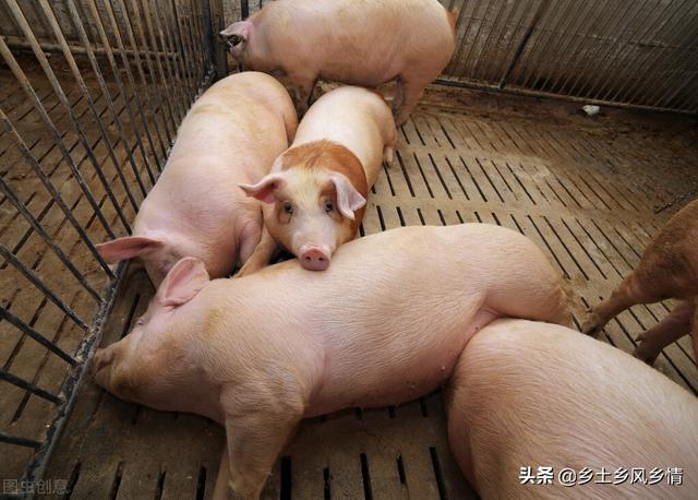 养猪技术：用“五味调料”喂养，不仅节省饲料，还能使猪长得快