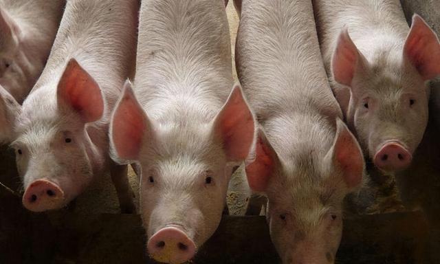 新畜牧法发布：养猪无需审批，行业迎来重大利好变革