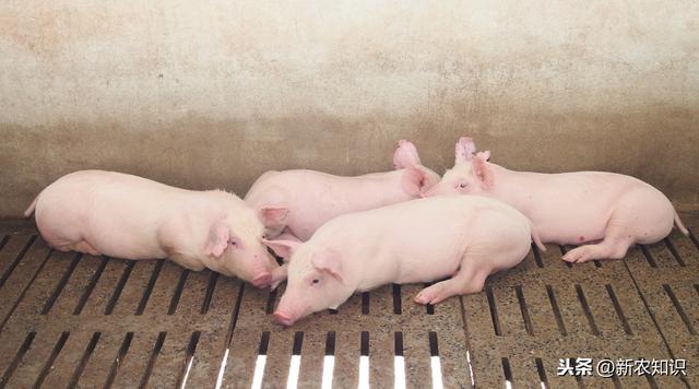 养猪技术篇：猪对环境条件的要求有多少养殖户知道呢？建议收藏