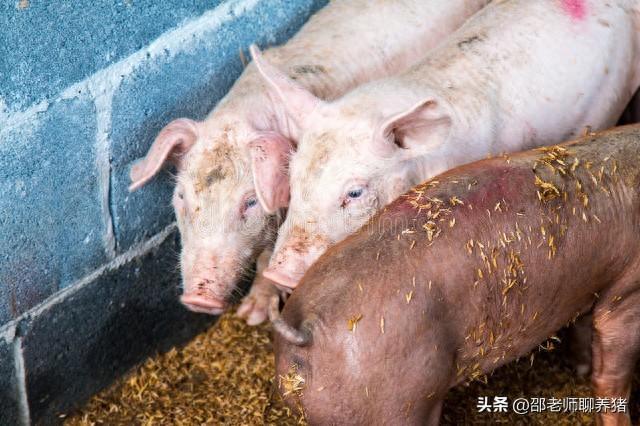 养猪成本与利润分析，当前市场下一头猪的亏损多少？