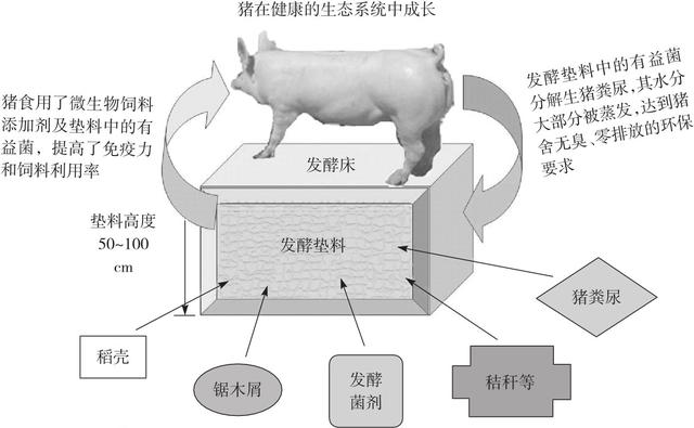 发酵床养猪饲养技术管理3要点介绍，让你轻松生态养猪