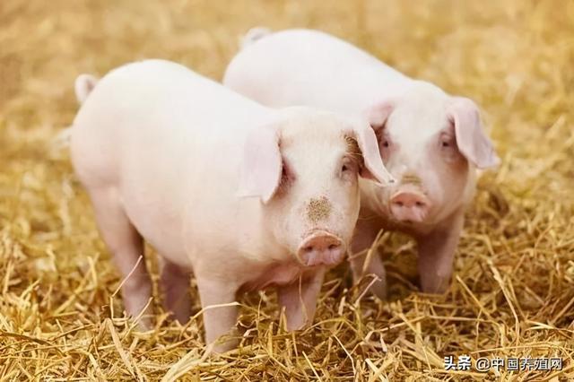 广西：以“高架网床+微生物”模式恢复生猪养殖