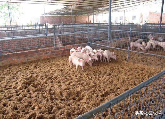 四种生态养猪模式比较，因地制宜按需组合效益好