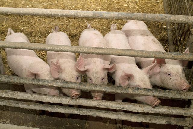 猪价这么好，农民想在自家院子里养几头可以吗？合规不合规？