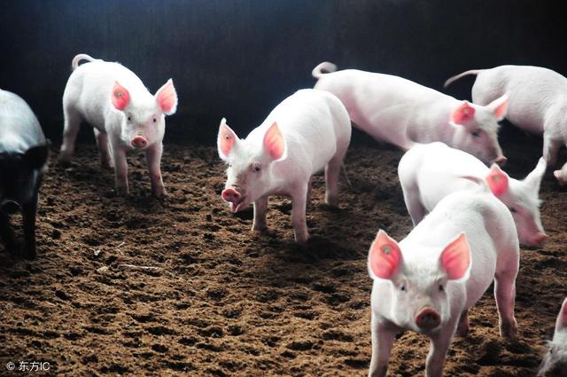 彻底取消泔水猪，对养殖户有什么影响？