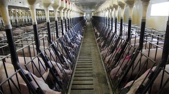 “猪老大”美国竟被超！中国建世界最大养猪场，年产量210万头