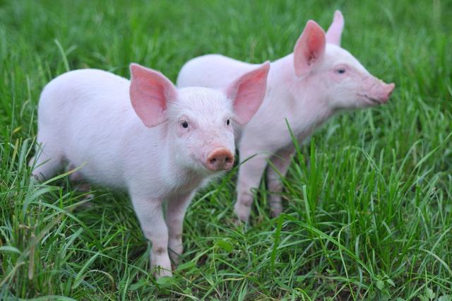 夏季养猪巧用青饲料，成本低，发育好
