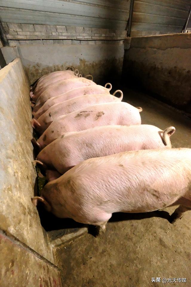 贵州天柱：五星养猪场成定点购买场