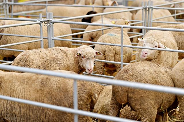 为什么很多养殖场都不让外人进？因为防疫！看羊场标准防疫设置