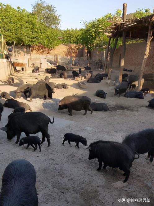来自一位资深养猪人的分享—养猪场的“五大”营养？