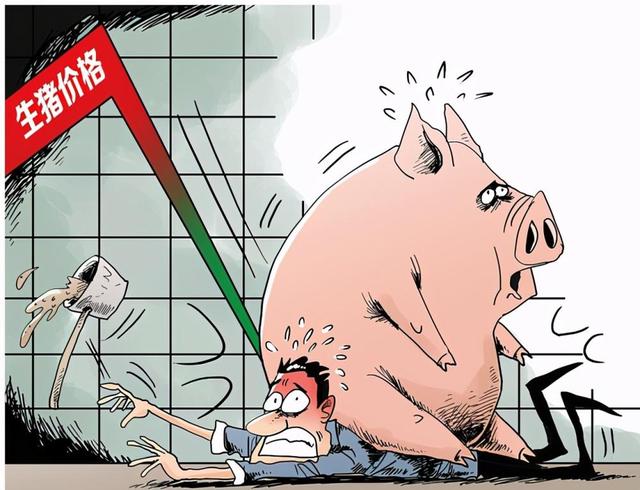农民与公司合作养猪，赚钱之前，先要“保命”