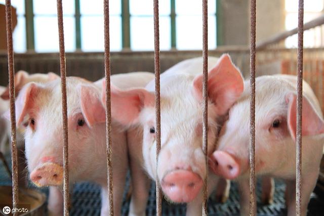 农村养猪需要的5大关键技术