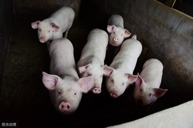 国家鼓励养猪，利润也很高，为何没人愿意养了？这3点很现实