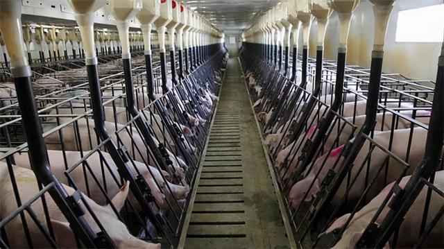 中国再次反超美国，建全球超级养猪场！一年产出210万头猪？