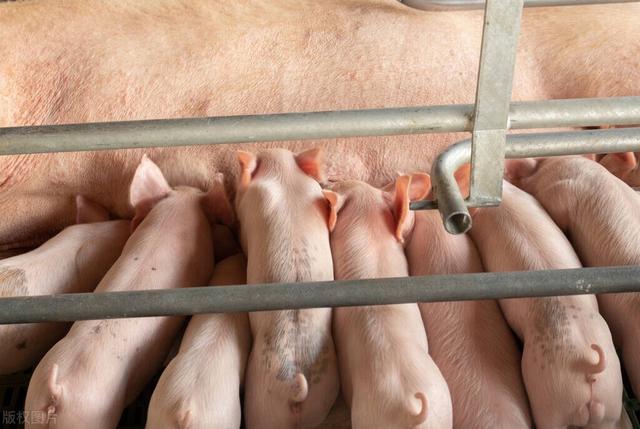 曾被热捧的“公司+农户”养猪模式，为何现在被口诛笔伐？