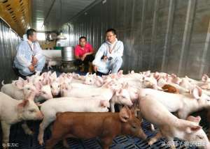养猪场日常管理办法(猪场管理做好这几点，养猪就成功了98%)