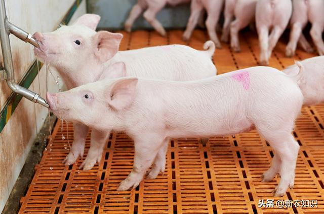 养猪技术篇：猪对环境条件的要求有多少养殖户知道呢？建议收藏