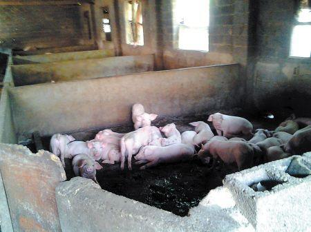 又有农村养猪场被拆掉了，养猪人是活该还是冤枉？