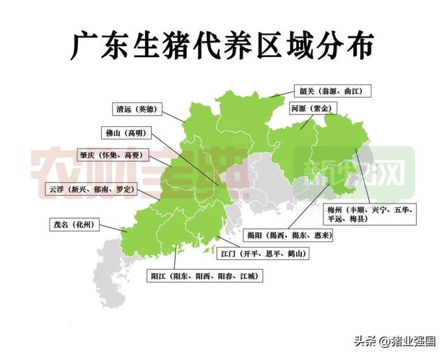 广东代养出栏占13%！25家猪企争夺广东26县区养户，“代养热”如火如荼