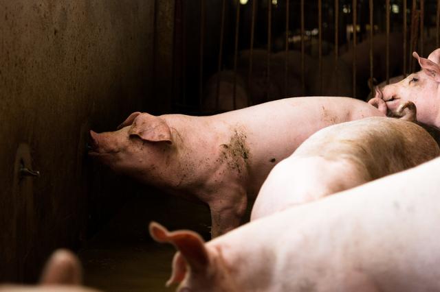 猪场环境卫生管理中哪些问题容易被忽视？