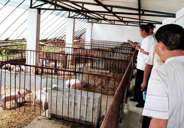 2017年养猪发展契机！生态养猪是养猪人必须考虑的大趋势