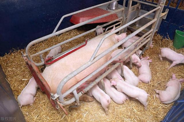 11月25日，养猪人卖猪的价格，涨价费劲