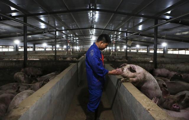 中国再次反超美国，建全球超级养猪场！一年产出210万头猪？