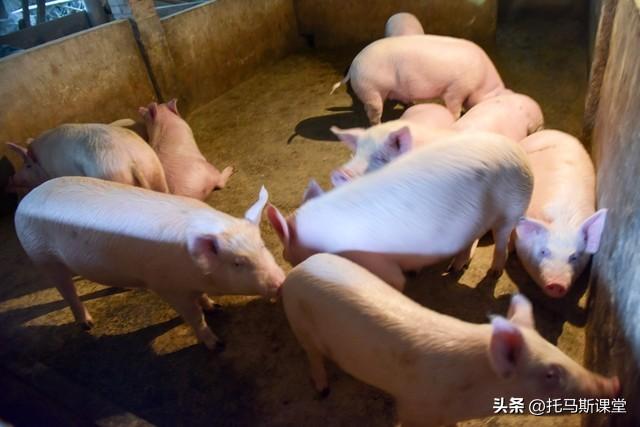什么情况？养猪还要交税，这样将会给养殖户带来哪些影响？