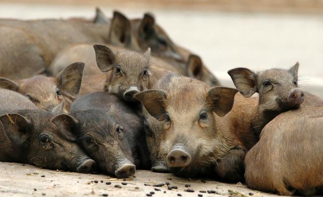 养猪不可不学的8个饲料配方，省粮食，育肥快
