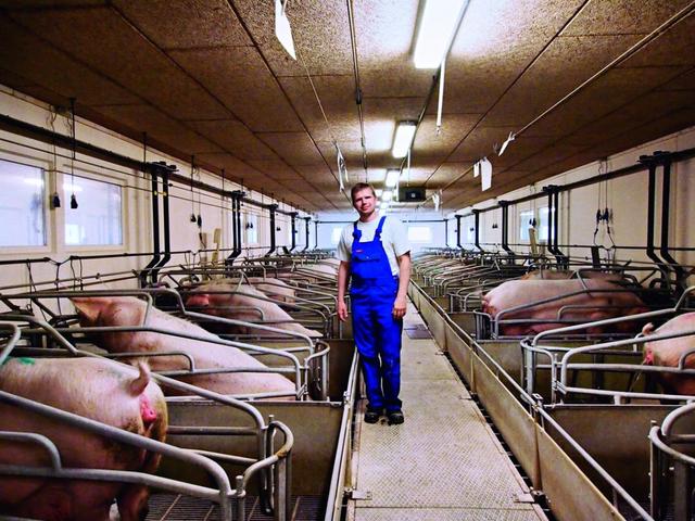 丹麦为何能靠养猪走致富之路？5000个农户，人人年均能赚80万美元