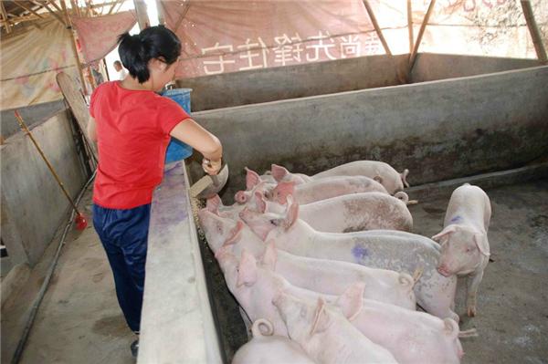 初中女孩儿进山养猪，每天省吃俭用只为救劳累过度的母亲……