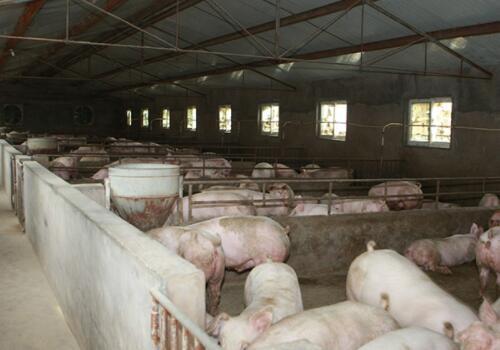 现在建一个环保养猪场要投资多少钱？猪场选址条件注意哪些？