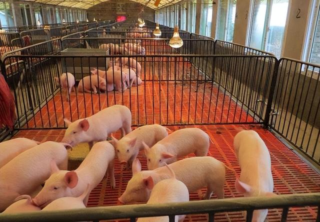 猪场氨气味重对猪，对人的危害有哪些？怎么能降低猪圈氨气味？