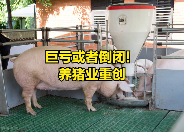 广东农村70%家庭猪场淘汰，多家猪企倒闭，谁成最大赢家？