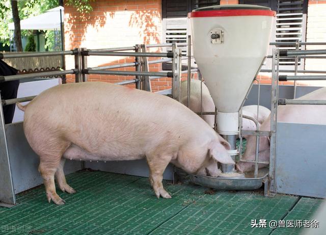 养猪离不开猪饲料，了解3种猪饲料，让你轻松超过80%的养猪人