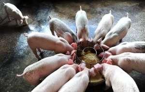 养猪回收(农村泔水喂猪被禁止，剩菜剩饭喂猪不好吗？泔水喂猪为何被禁止？)