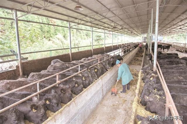 “畜”势出山 “牧”歌嘹亮——贵州省涌现出一批优势畜禽产业集群