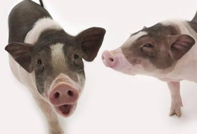 农村常用的养猪方法有哪些？