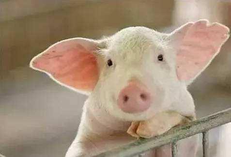 今年的养猪业有多惨？连两大养猪巨头的利润都暴跌了！