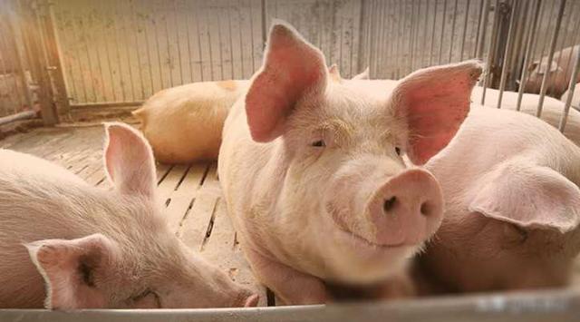 大北农控股养猪业务去年头均亏损52元 今年一季度扩大到520