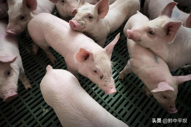 贵州生猪生产情况良好 规模化养殖后劲十足