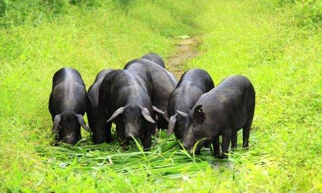 开启“养猪+种草”新模式，节约养殖成本，还能净化环境！