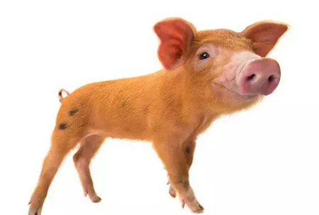 春季如何做好猪的饲养工作？建议收藏！