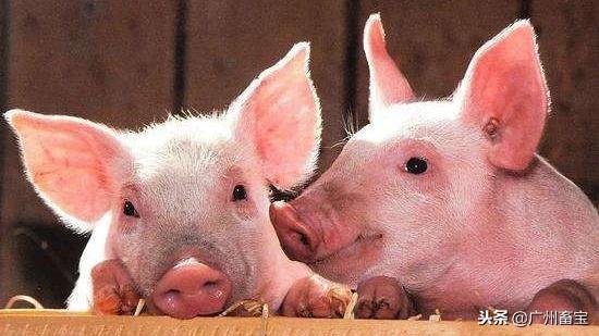 养猪生产中常用术语及意义